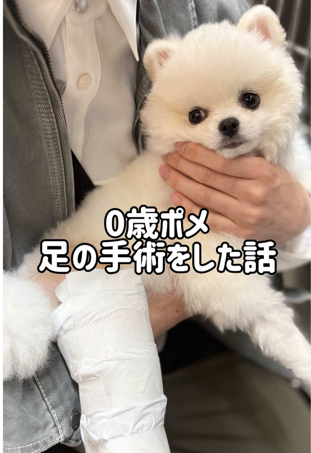 @ポメラニアンのミル🍼