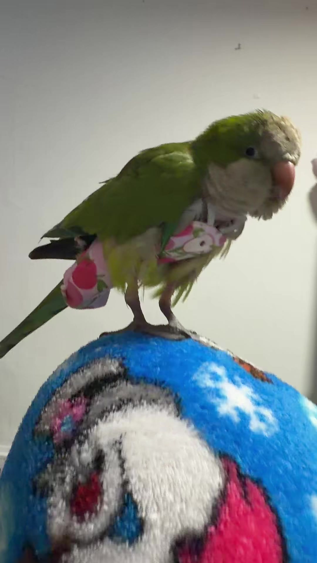 @Charlie🦜