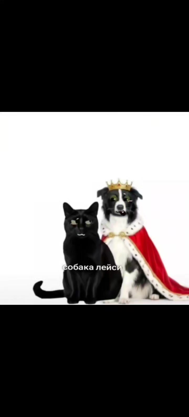 @собака Лейси👑|||🐶✅🐱✅
