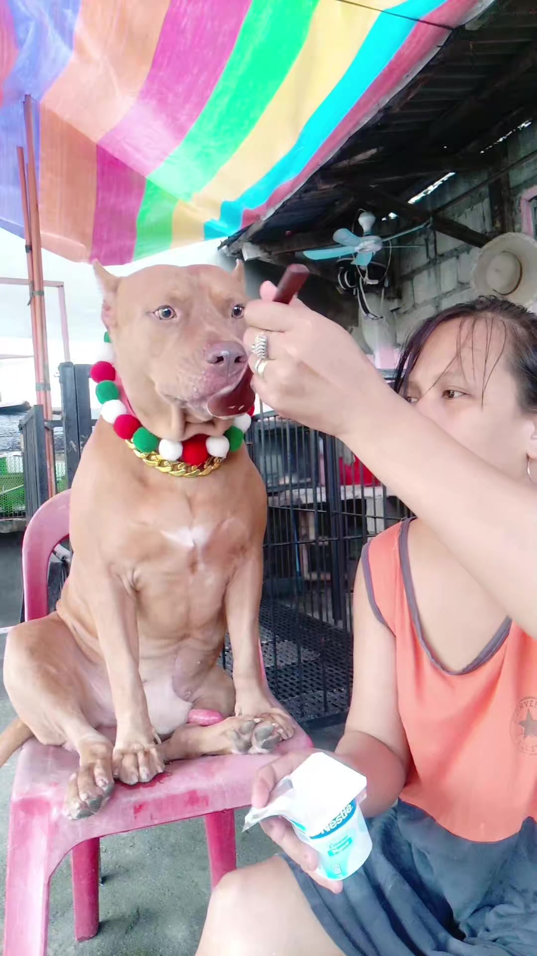 @ISKO THE PITBULL