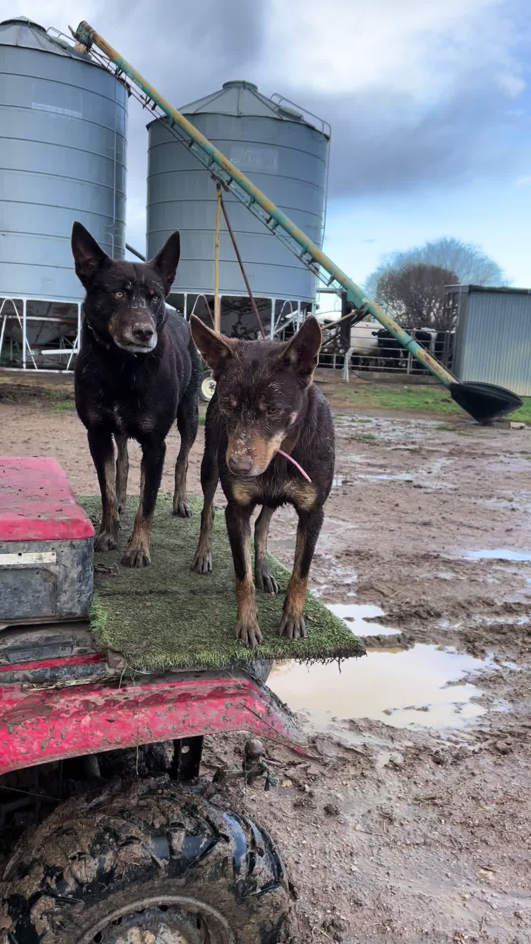 @SouthernDreamin Kelpie stud