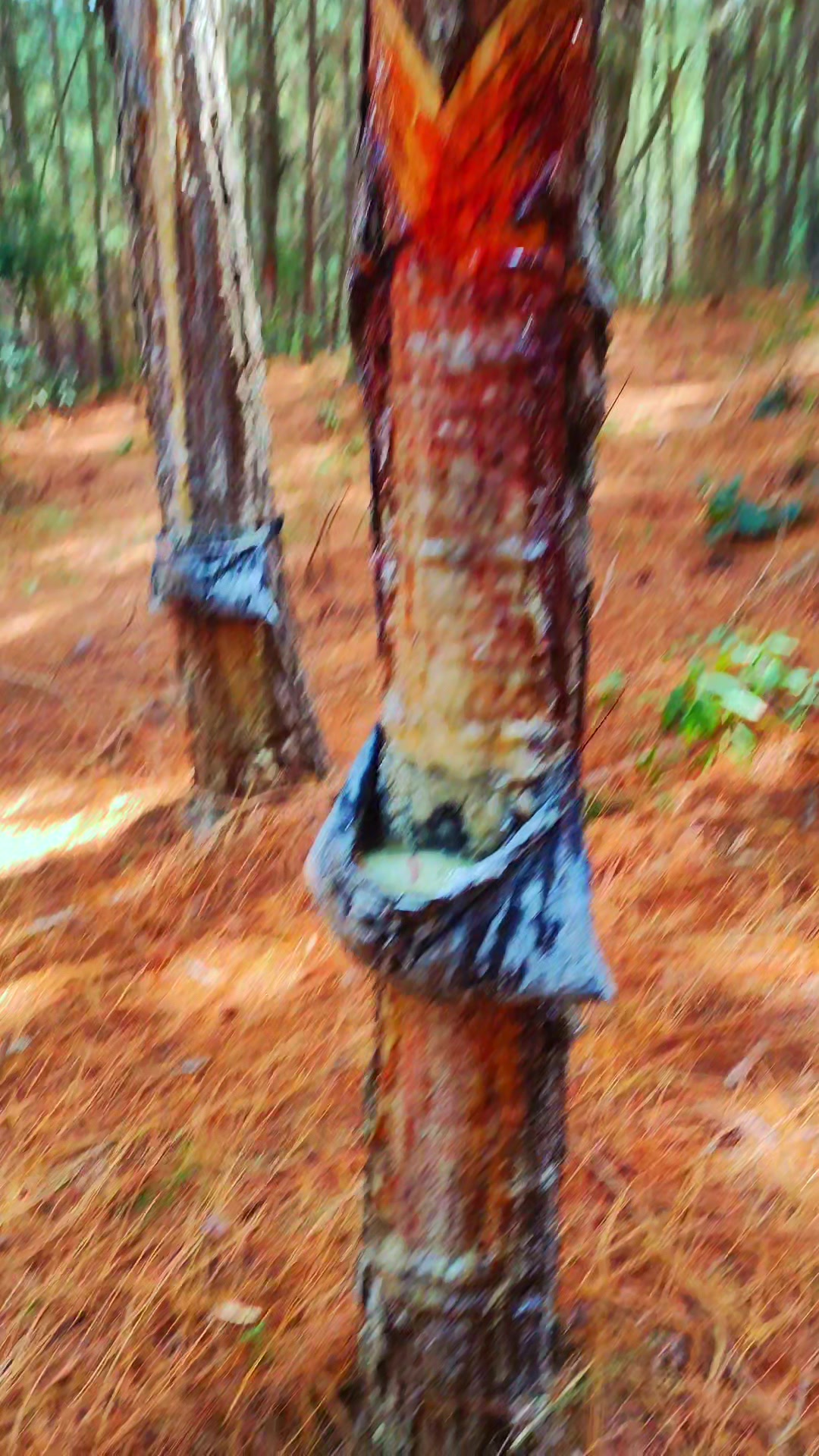@WHresinas 🌲🛢️