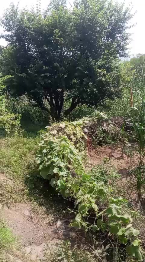 @فیڈ مارشل 804🔥