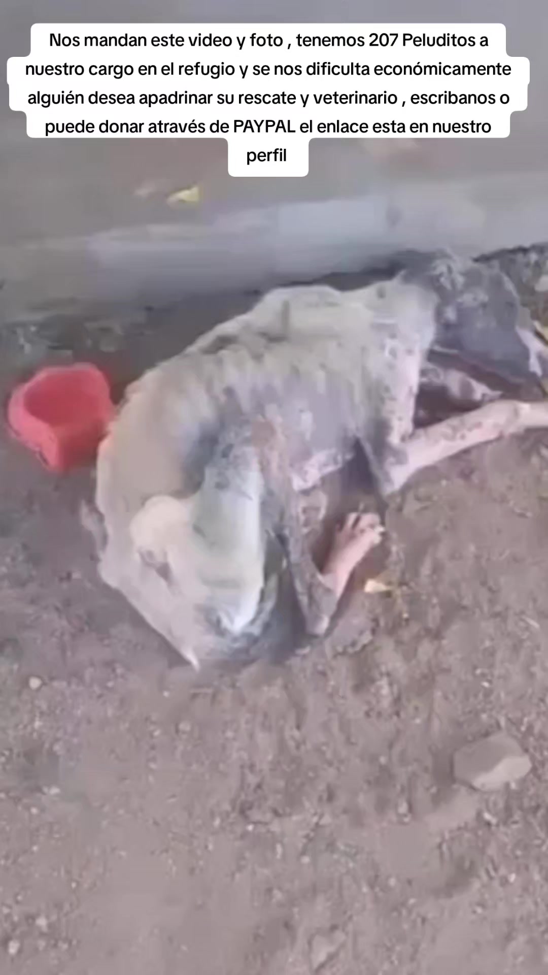 @Asoc. Peluditos
