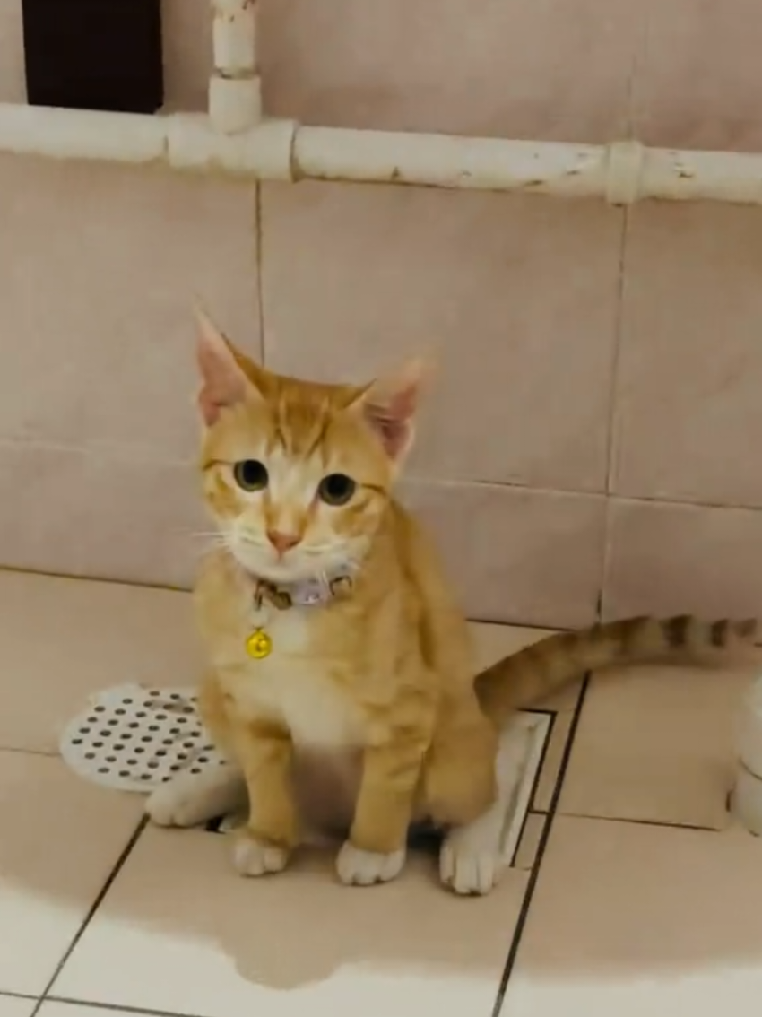 @Random Cat Stuff