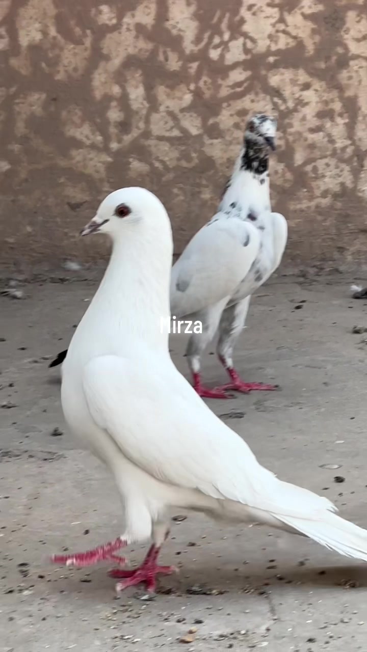 @Mirza Yar Mirza Yar