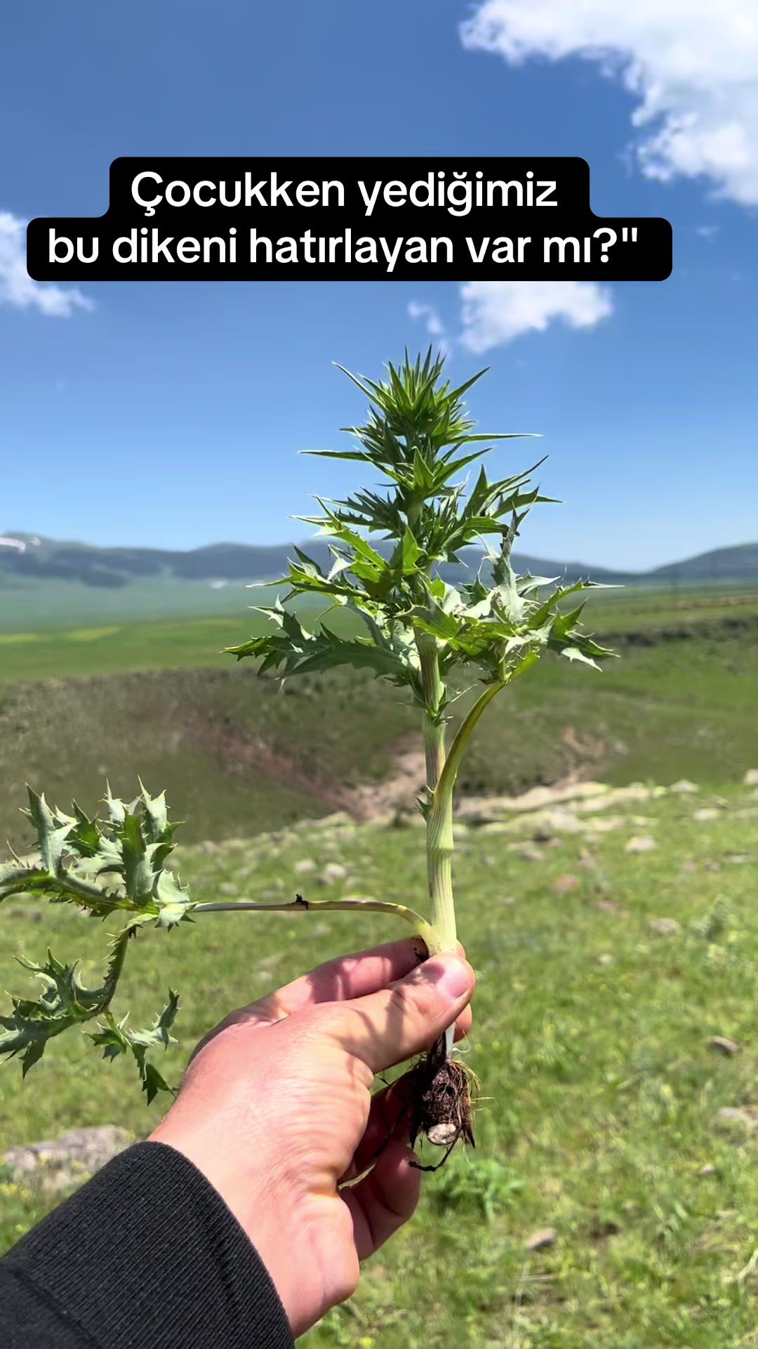 @Şarküteri