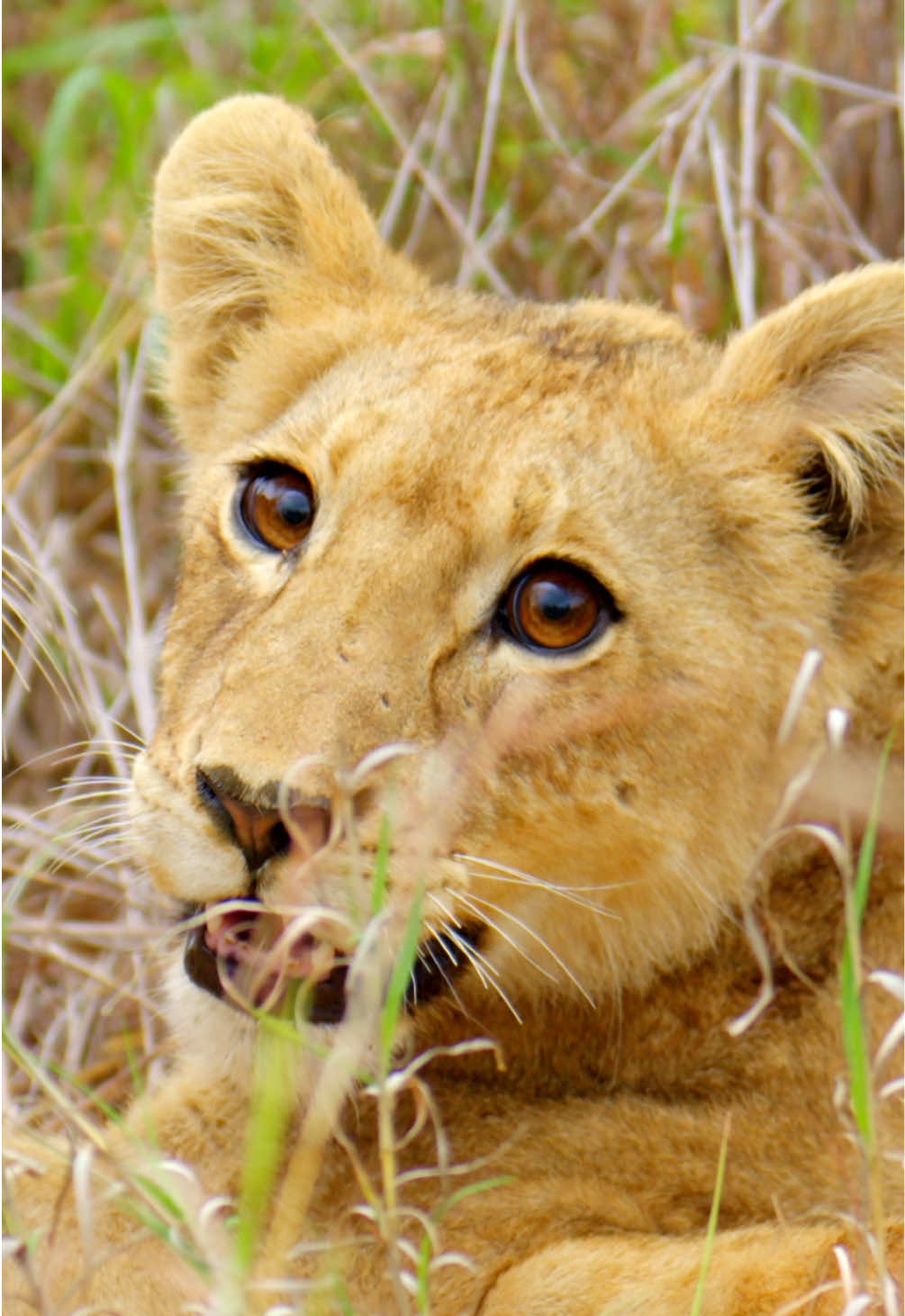 @Kai Meyer | Wildlife Filmmaker