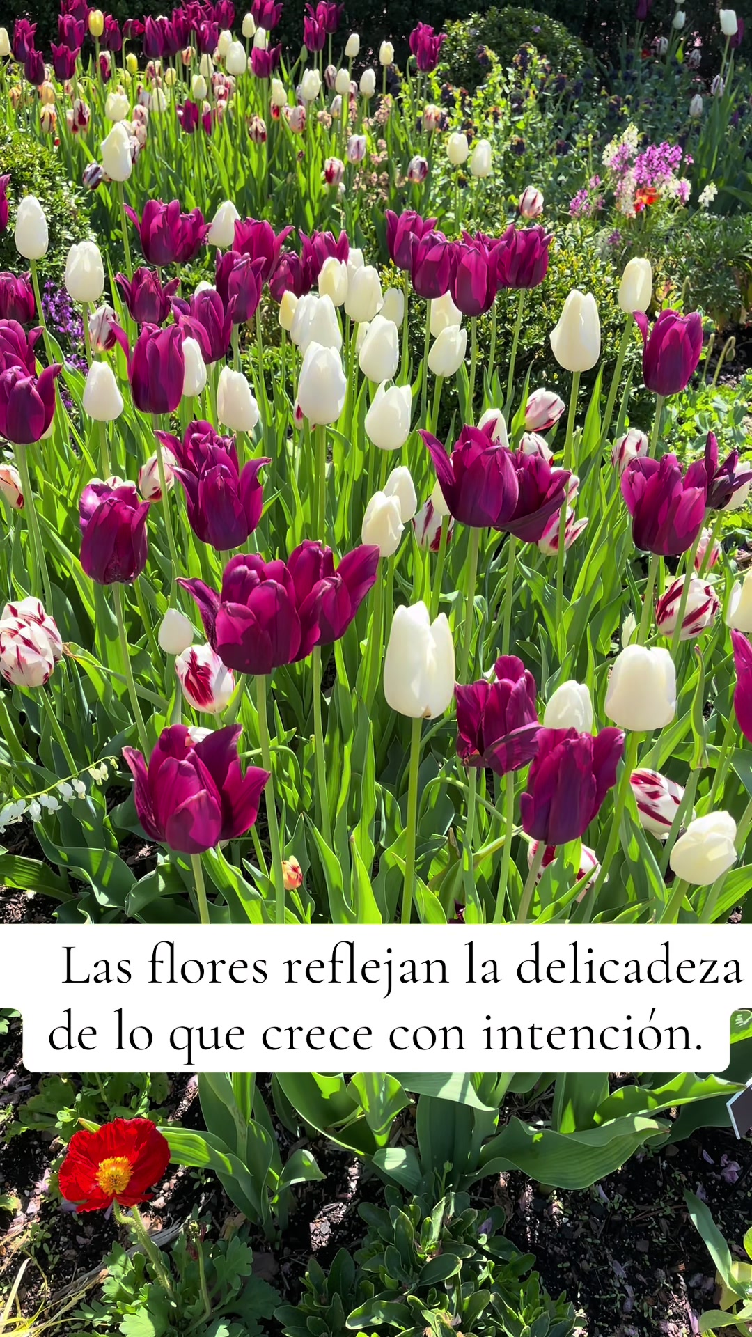 @Mujer Alfa