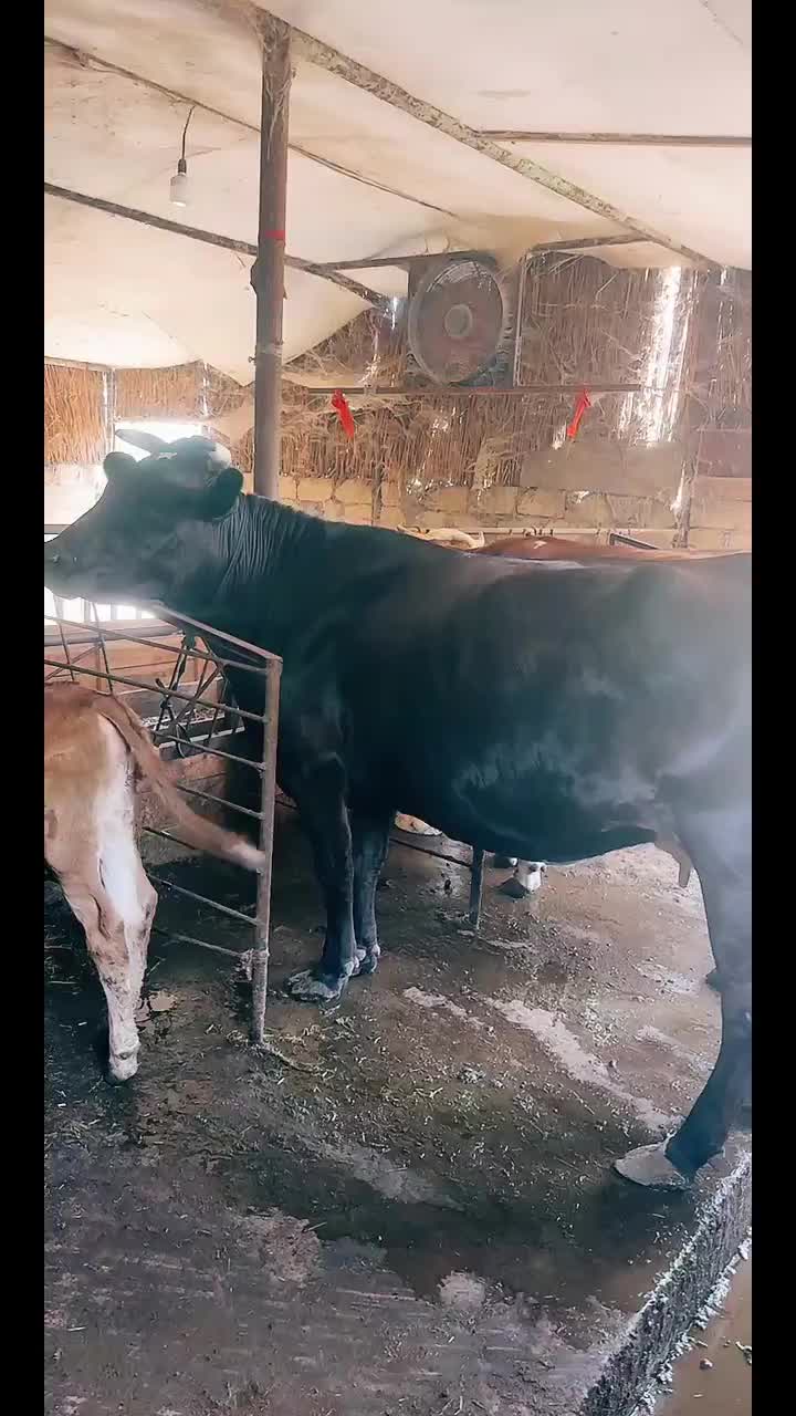 @Əli oğlu