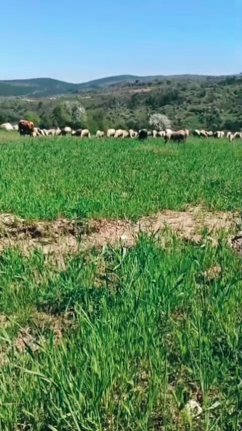 @Ersin Çoban45