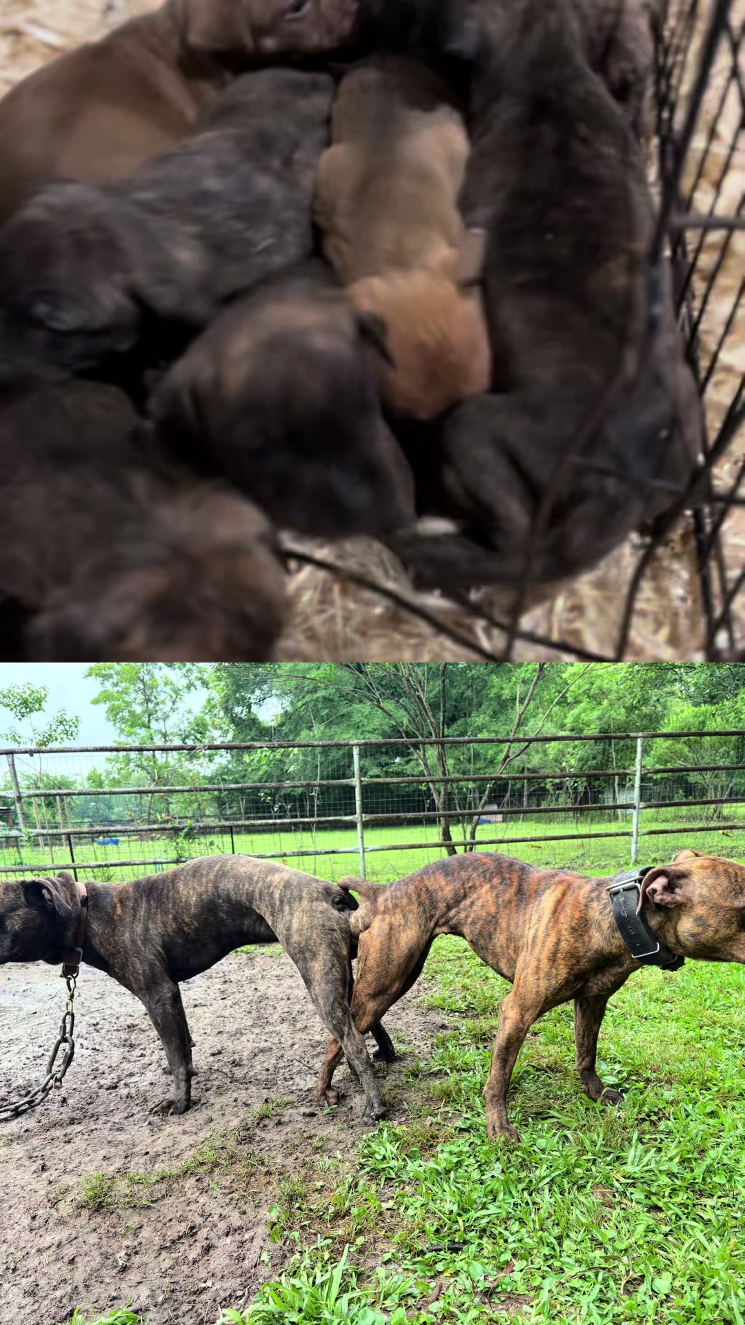 @Big Bookie Kennels