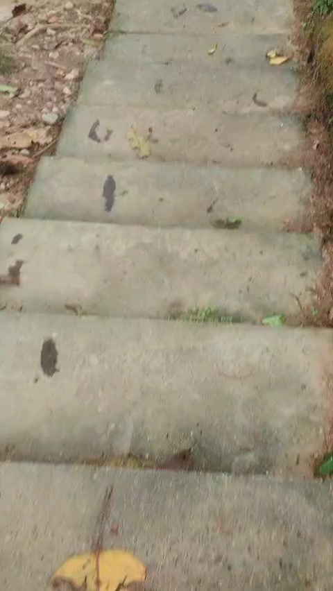 @edimapache