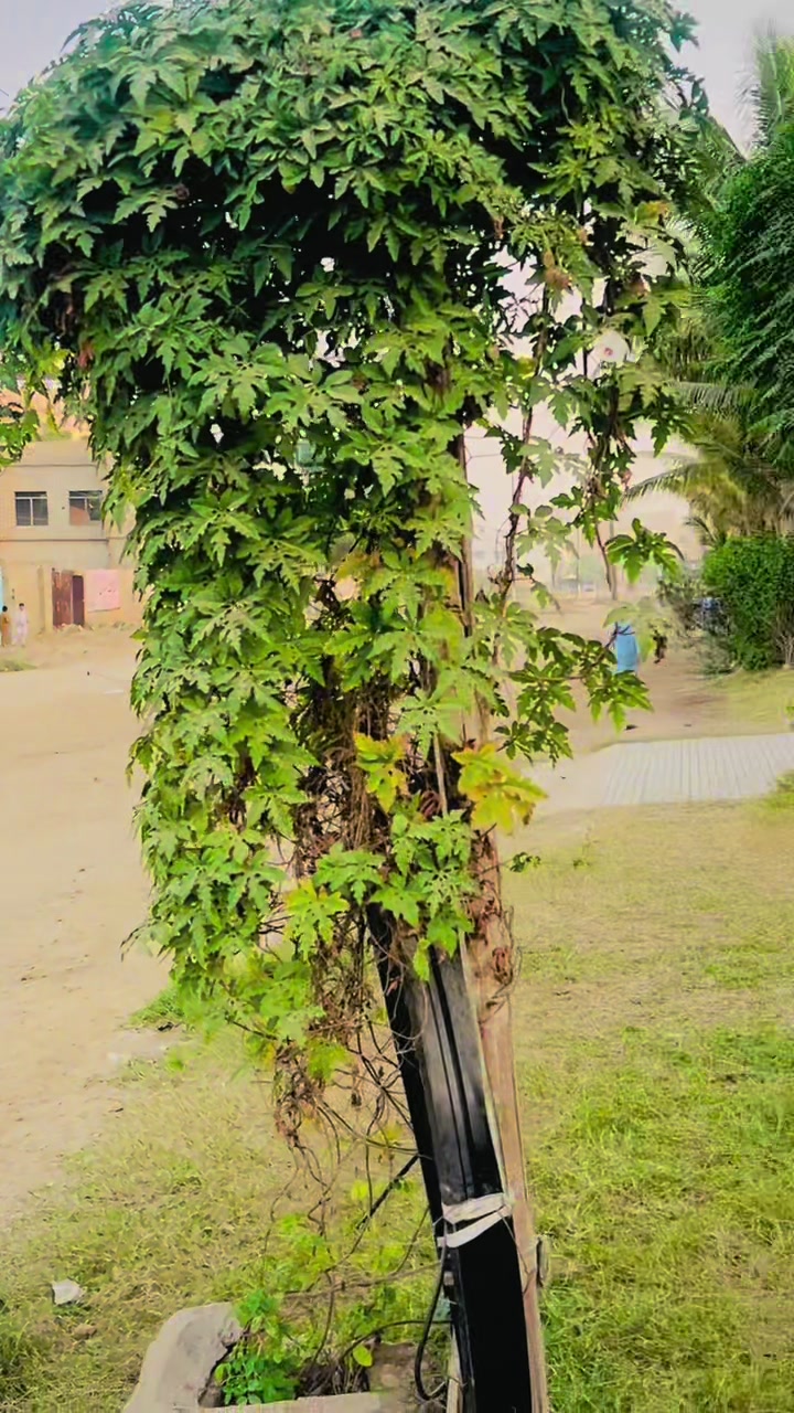 @❉্᭄͜͡🇩🇯𝒂li Kïng 🇩🇯❉্᭄͜͡