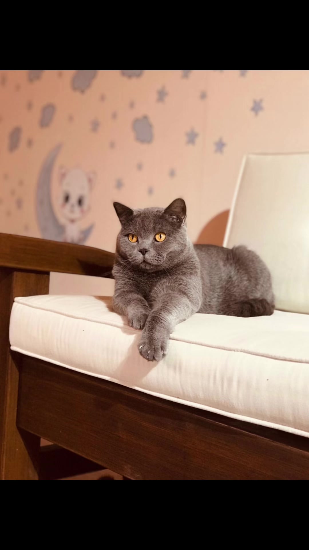 @cats_familyofficial