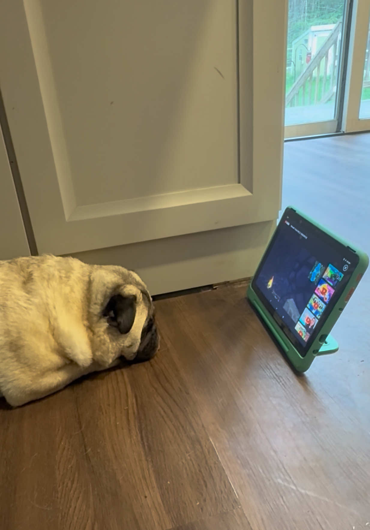 @PEARL - Quadruple-Amputee Pug