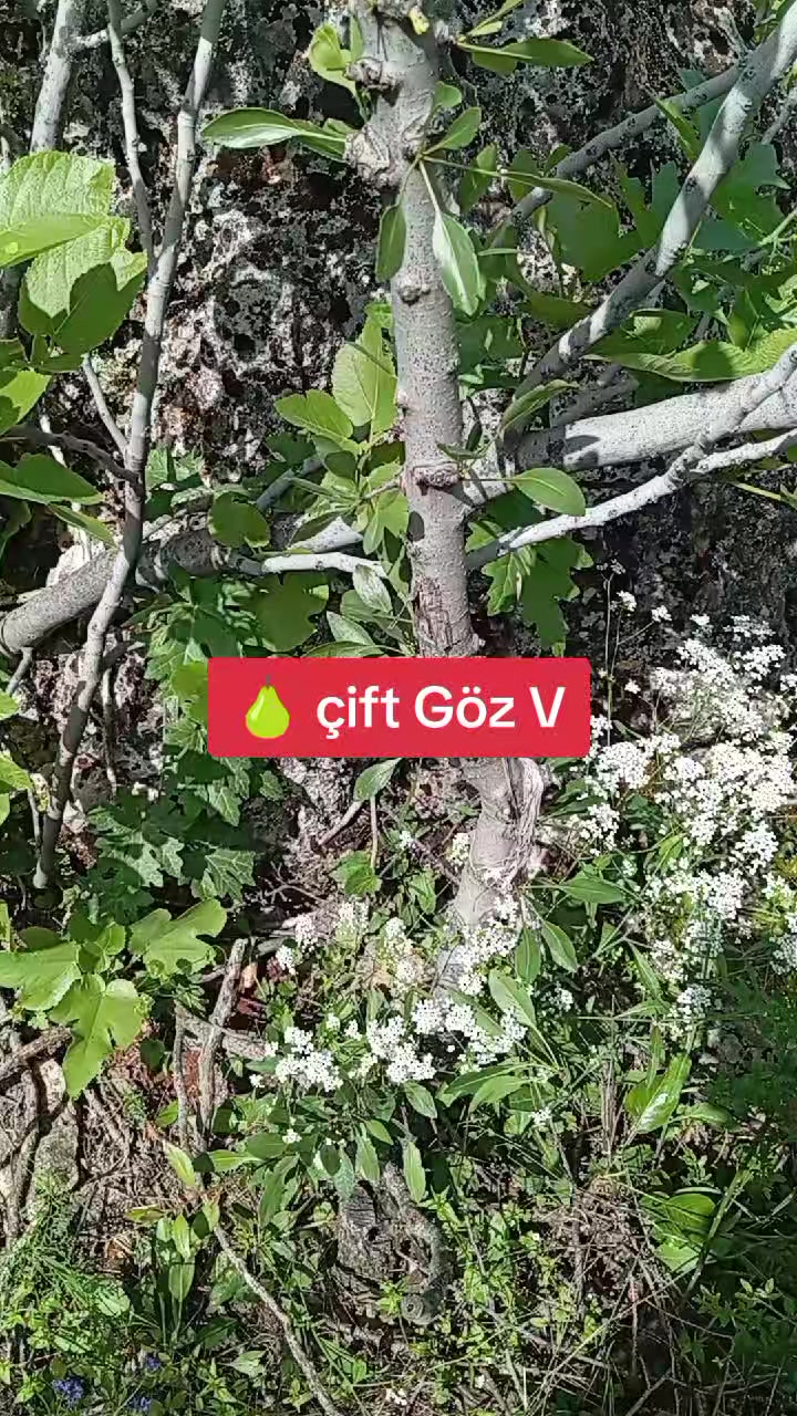 @🐝ÖZ BEYDİLLİ - ARICILIK🍯
