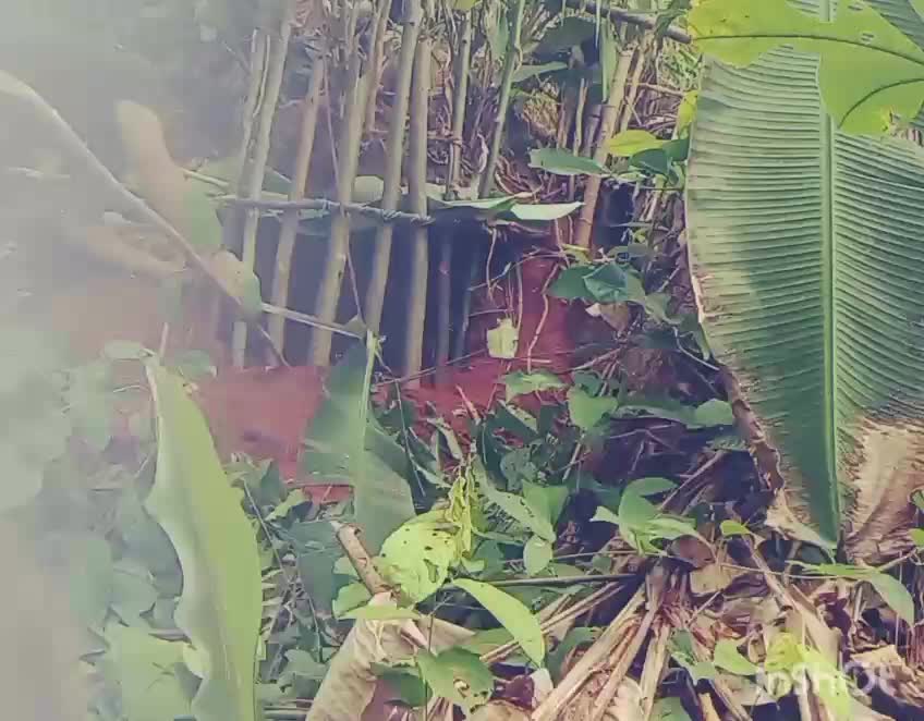 @Ca&ccedil;ador raiz