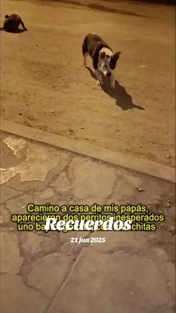 @Perritos Voladores