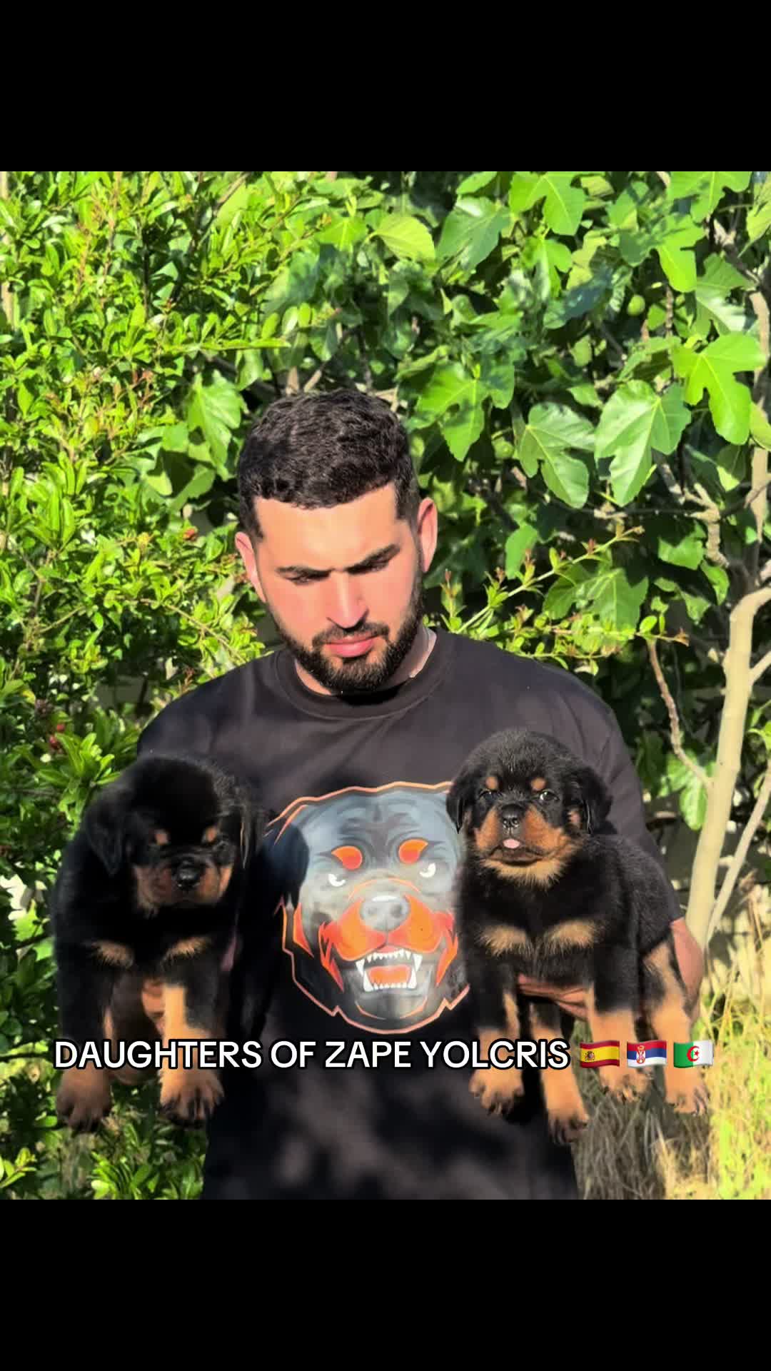 @Marwan Rottweiler-ke