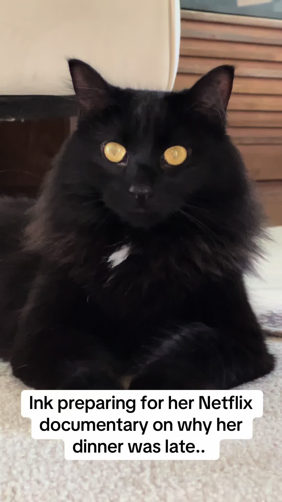@Kitten.mama