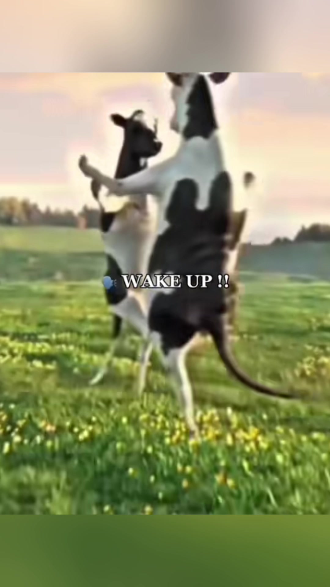 @BRO