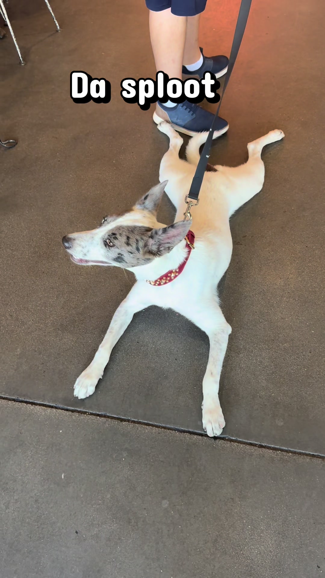 @tiffanysdiamonddogs