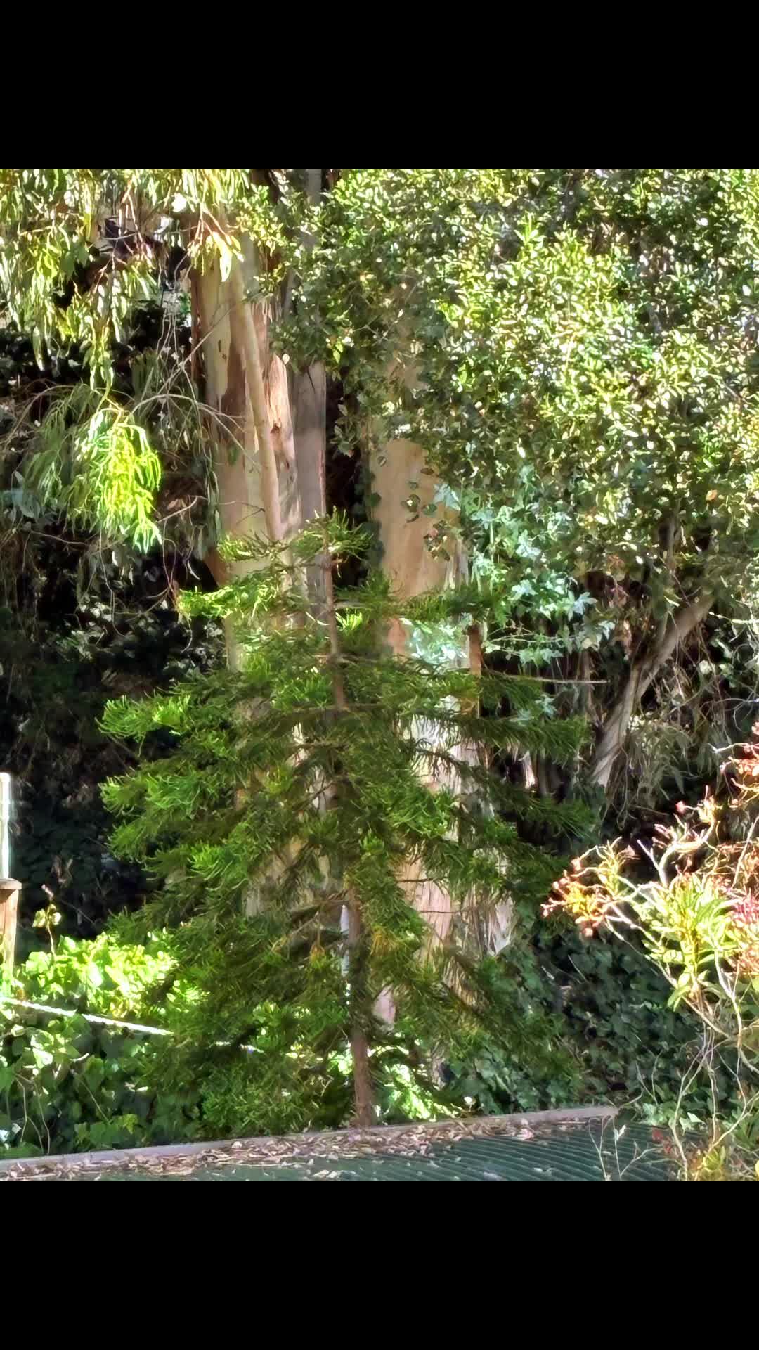 @🌲Forest Friend🌲🙏💗