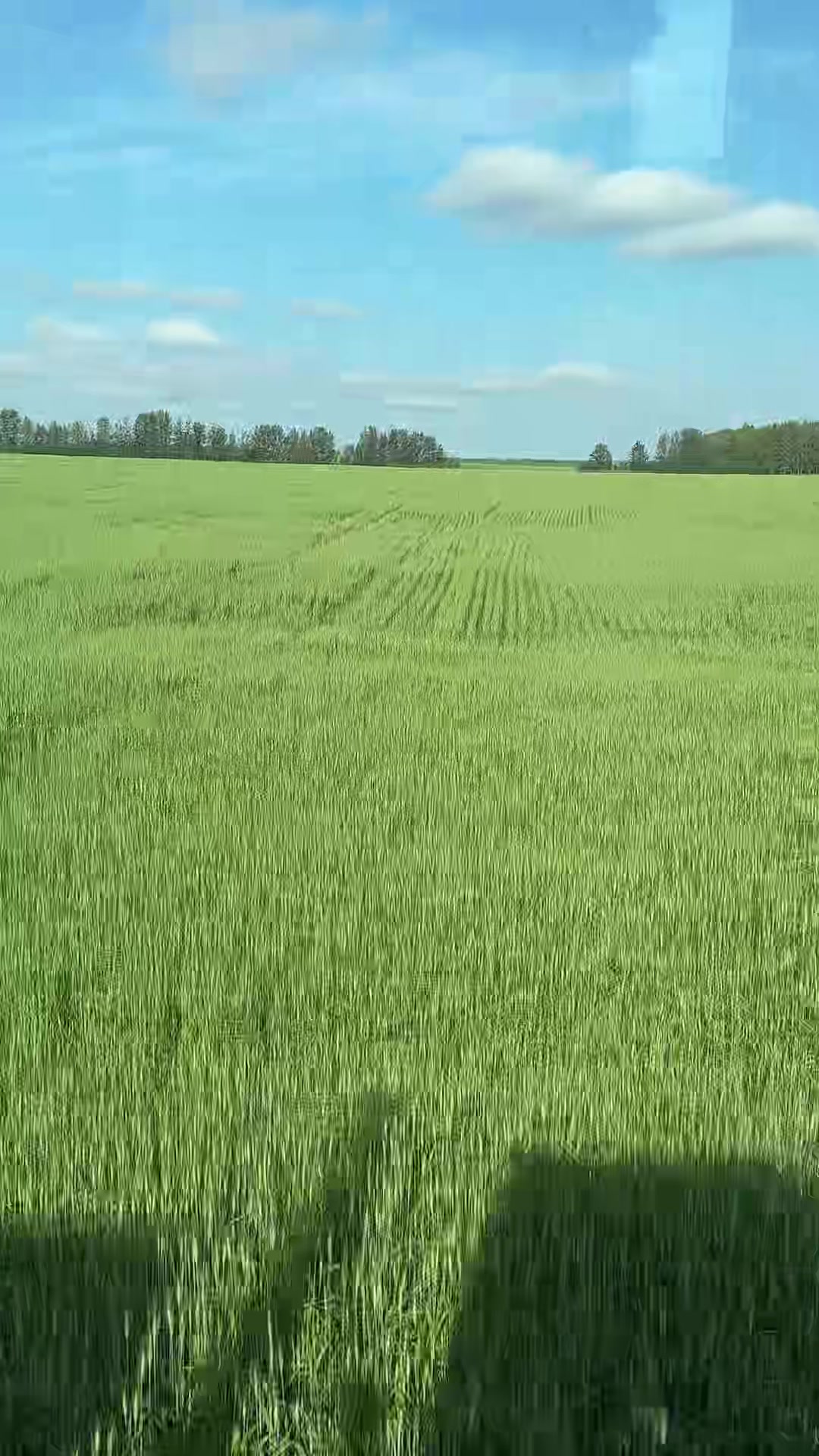 @Kale