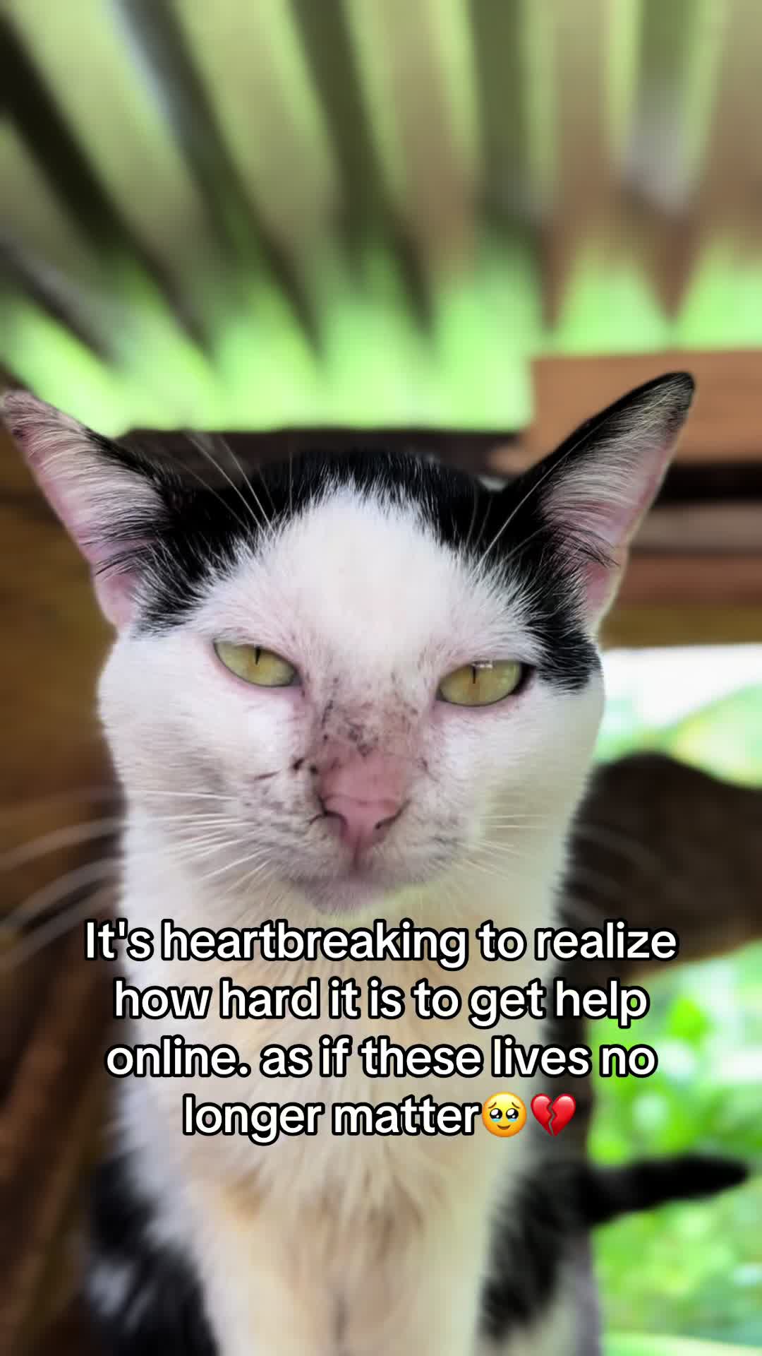 @Dad for all cats and dogs 🐶🐱