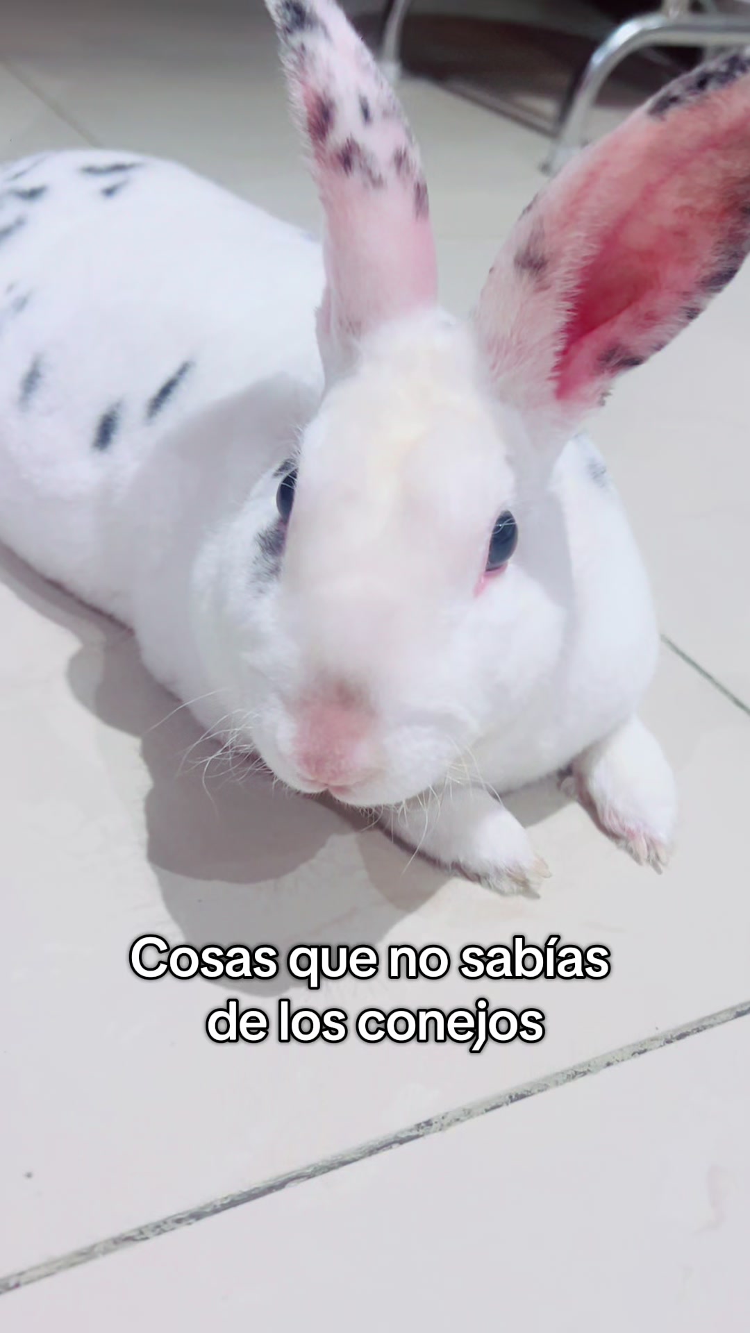 @Soy Luna
