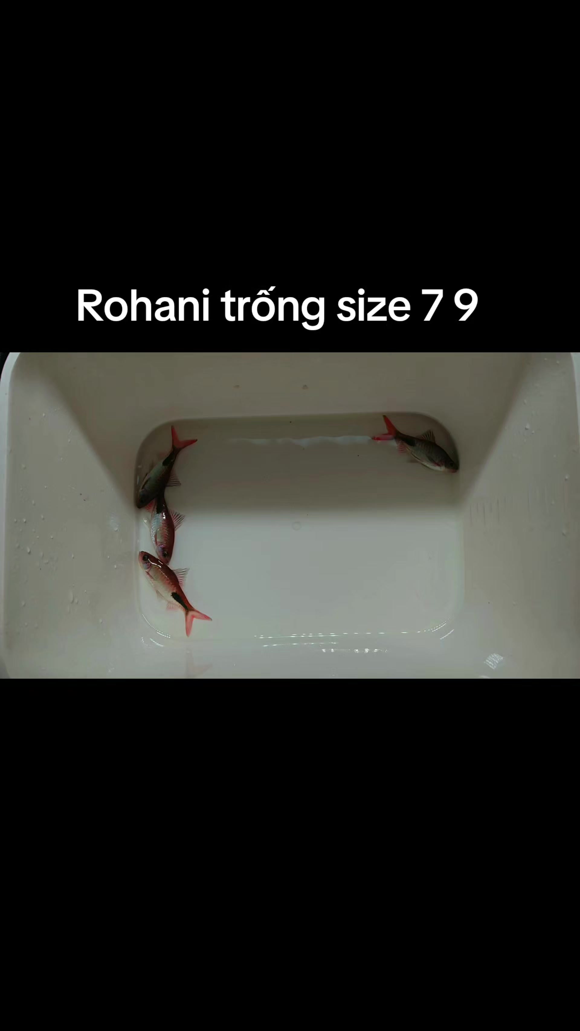 @Long chơi  hồng mi b&oacute;ng đ&ecirc;m 🦈