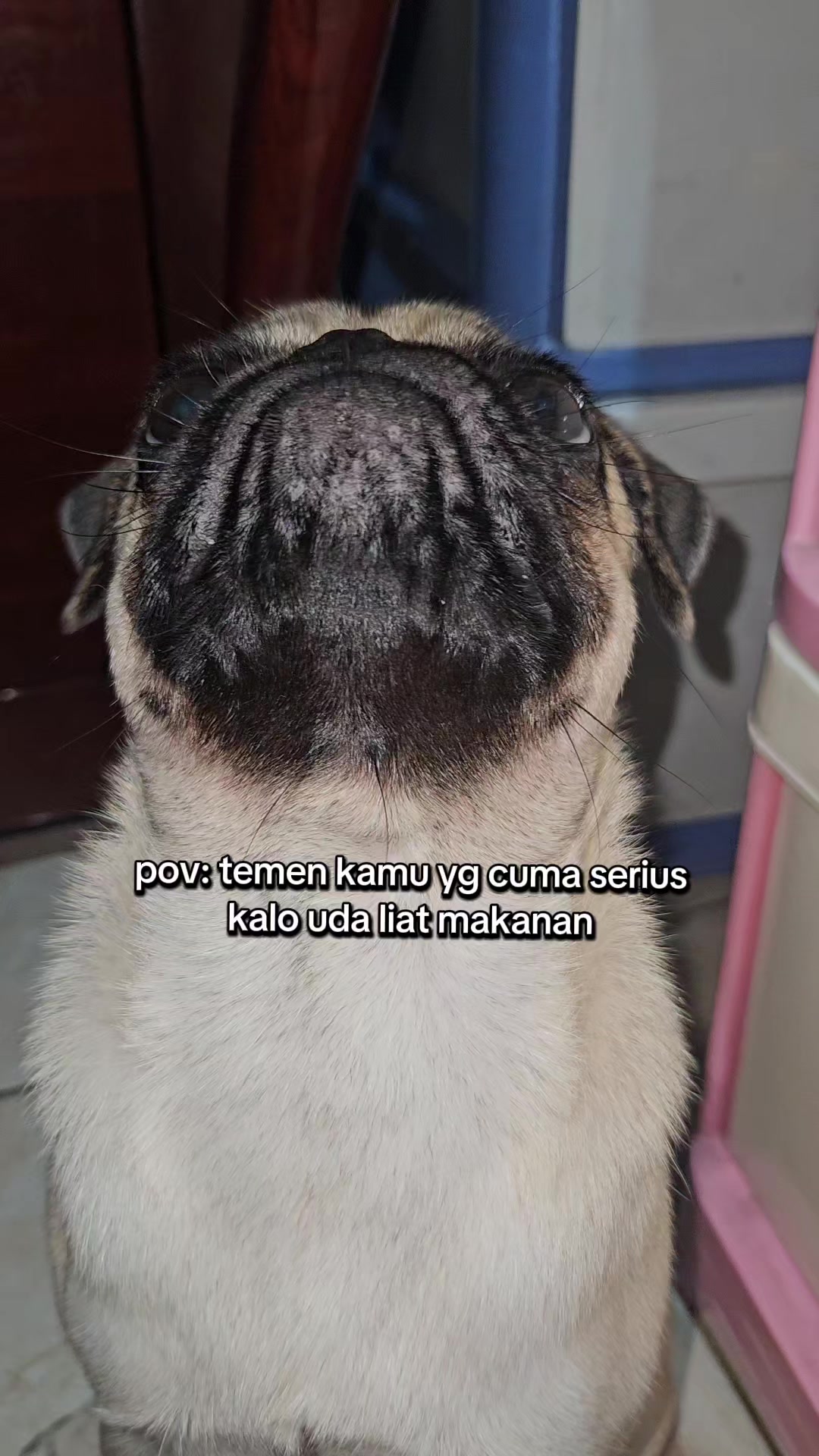 @Miso The Pug | Eat&Travel 🐾