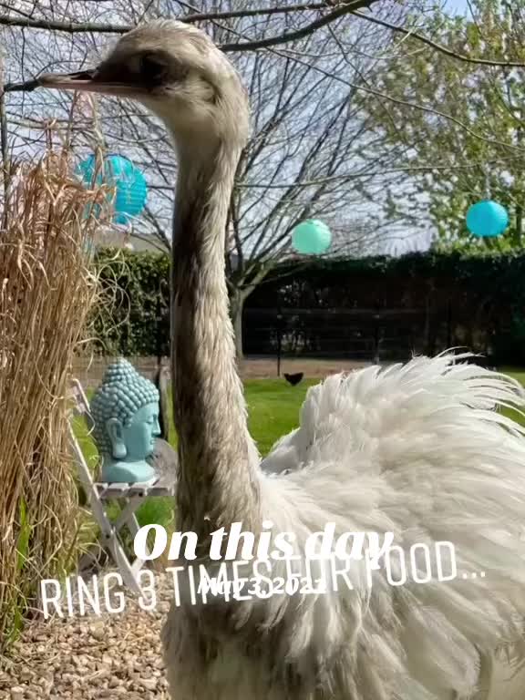 @LyanaZoo
