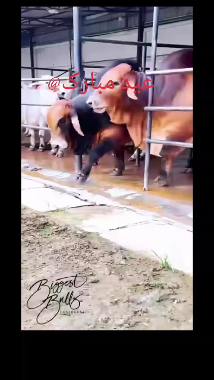 @Cow vedies