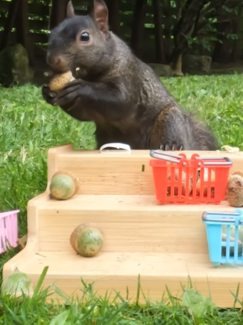 @youngmasterchu squirrel