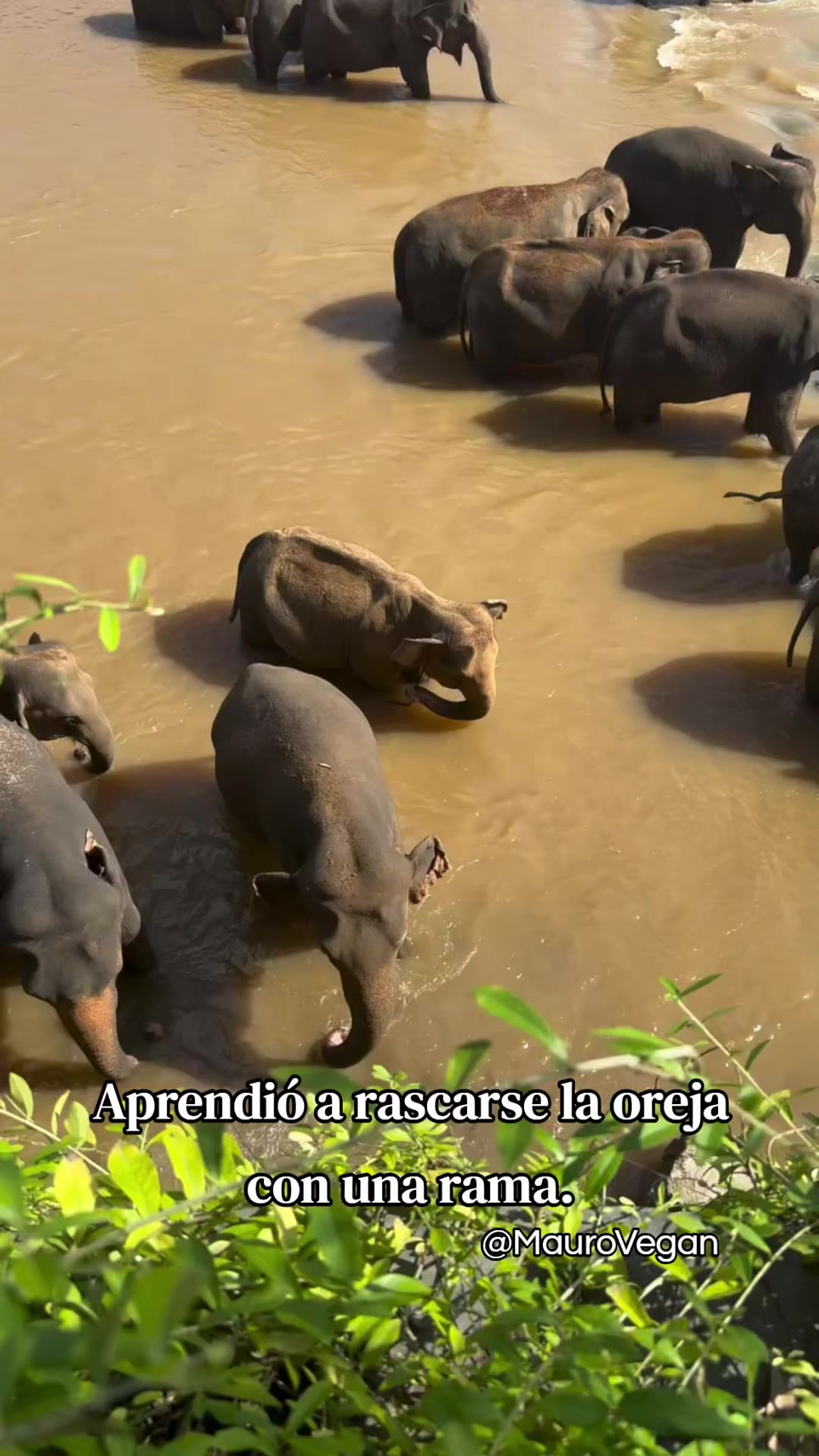 @Mauro Vegan🐑