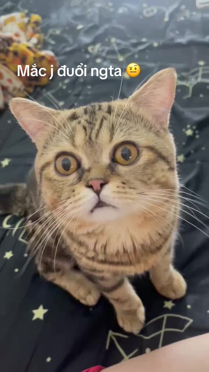@babiGon