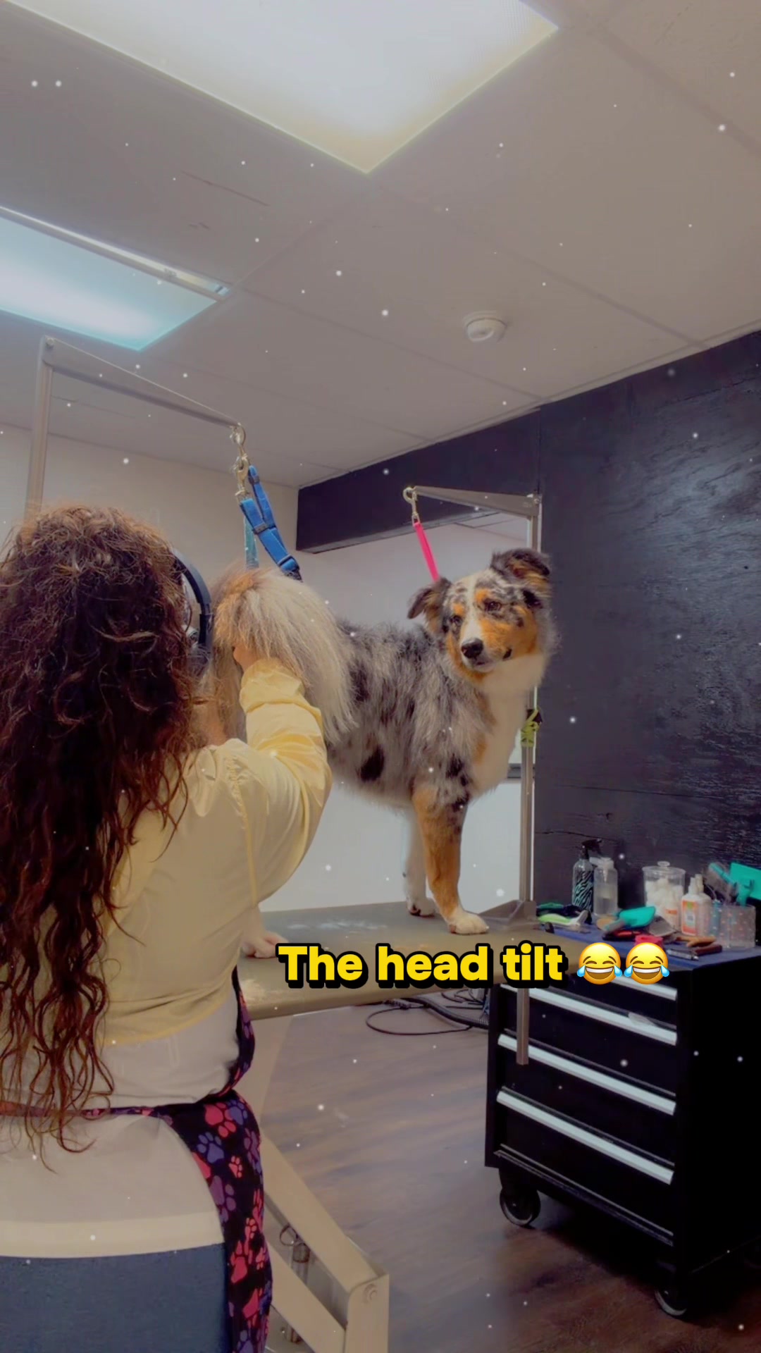 @DIRTY.PAWS.PETSALON