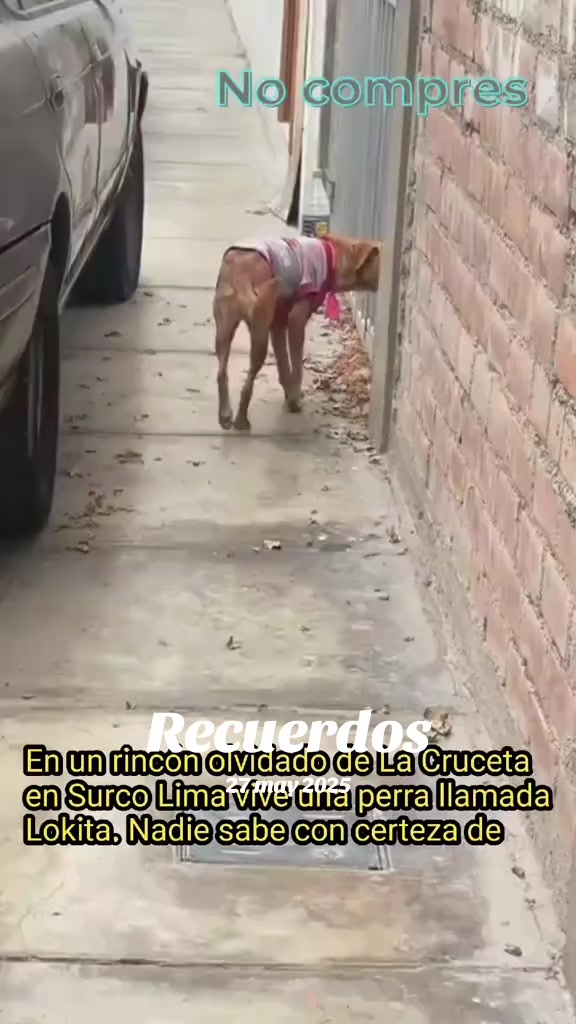 @Perritos Voladores