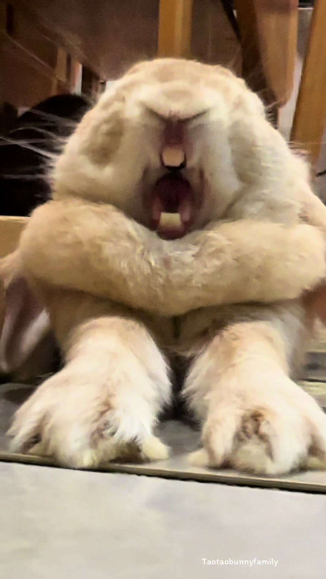@Taotao Bunnyfamily