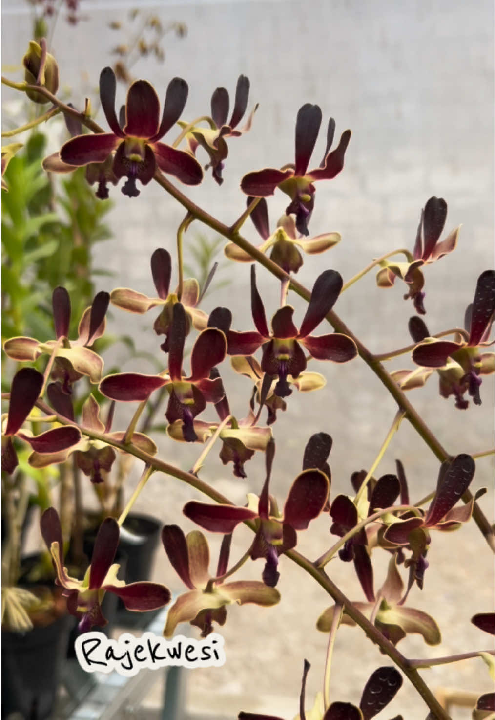 @Anggina Orchid