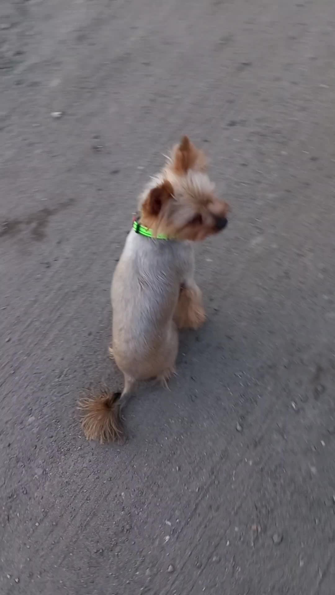 @🐉Дракоша Тоша🐕