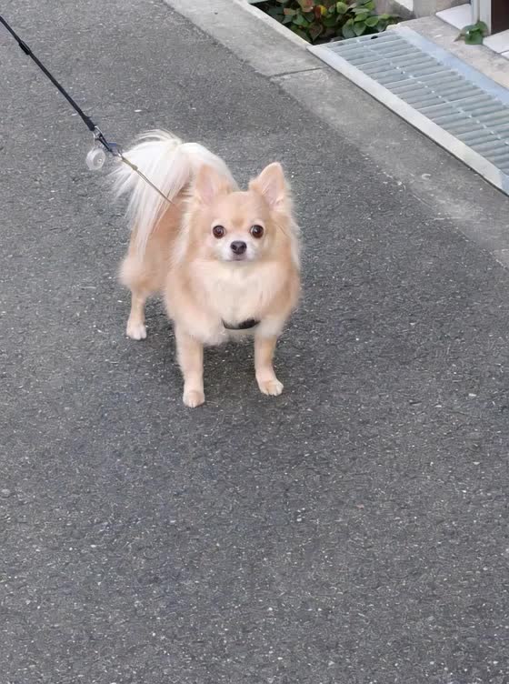 @ふとし