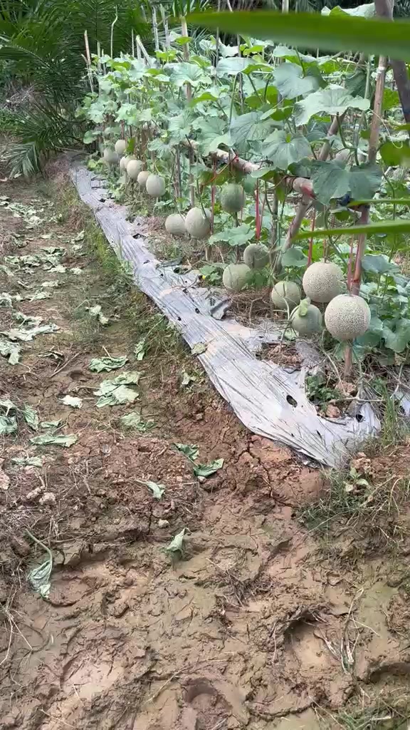 @SURYA TANI