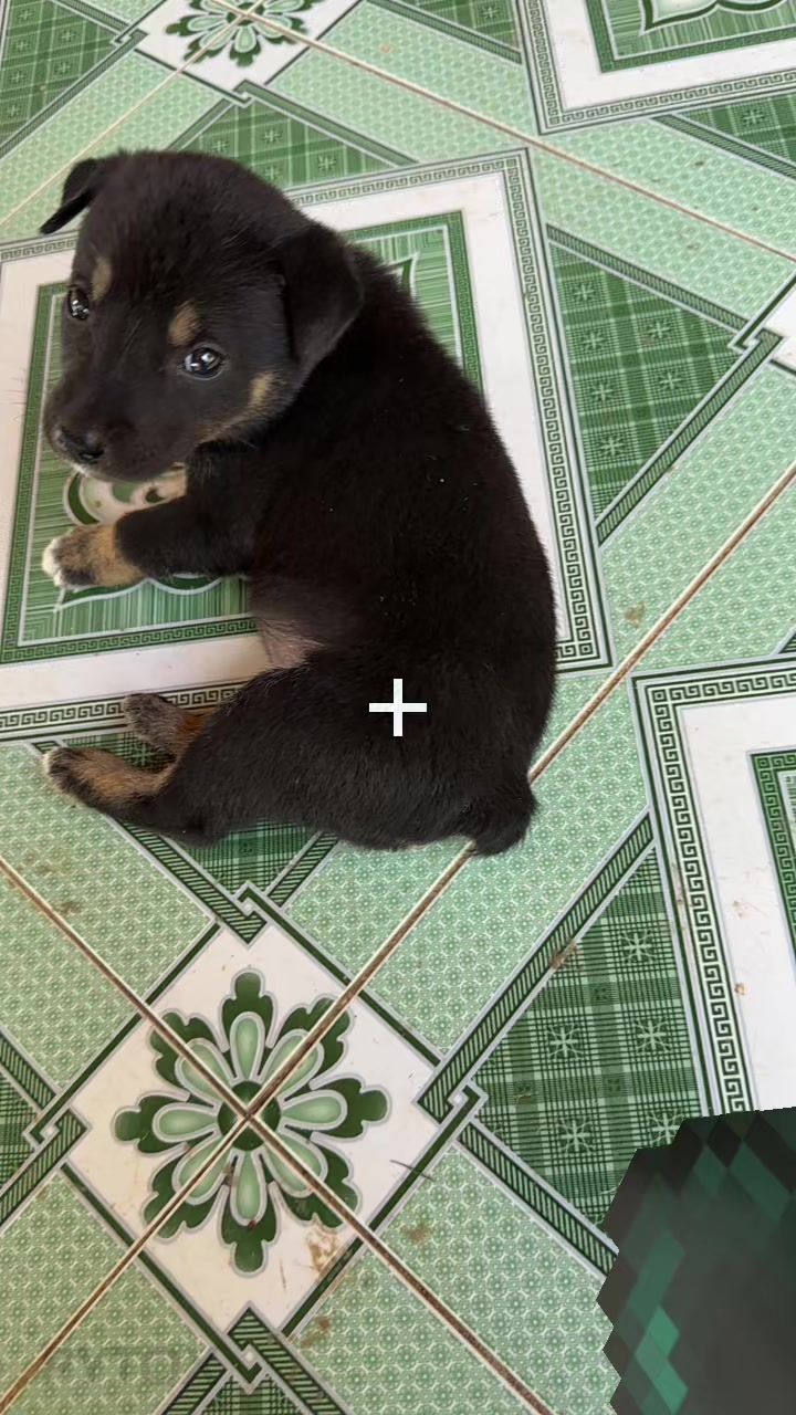 @Pet❤️🔥