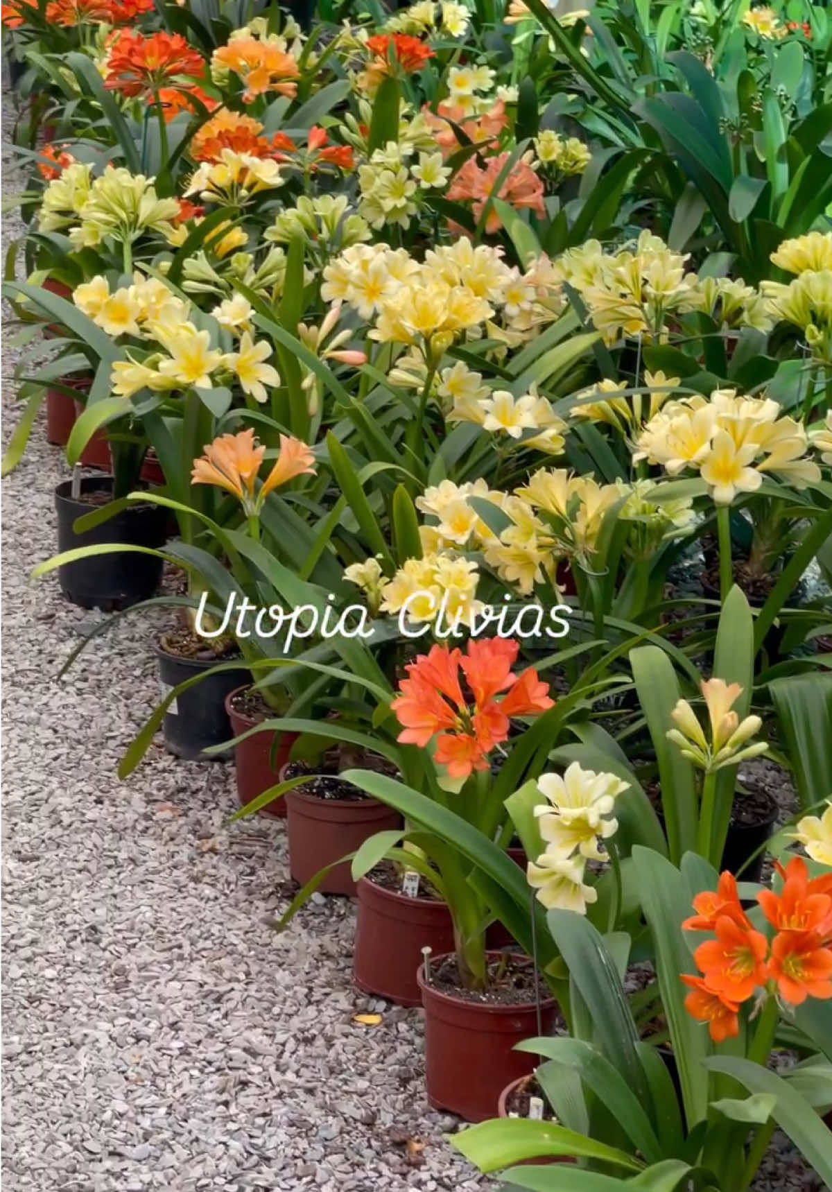 @utopiaclivias