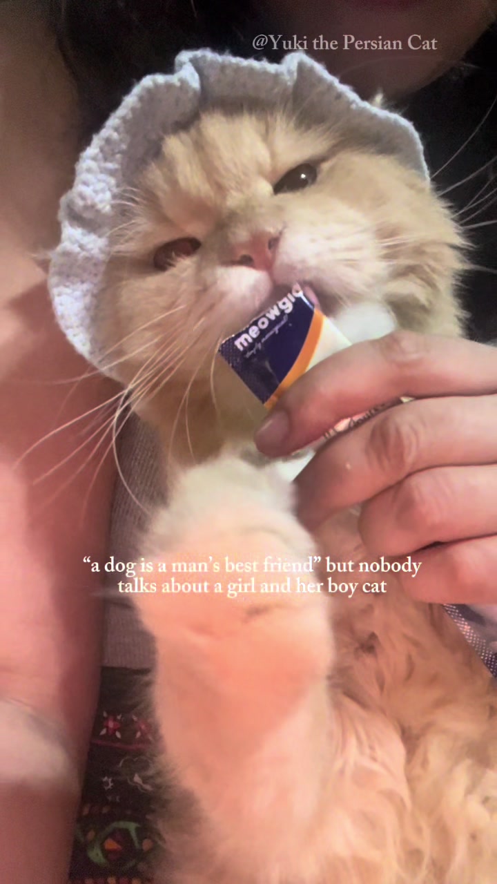 @Yuki the Persian Cat