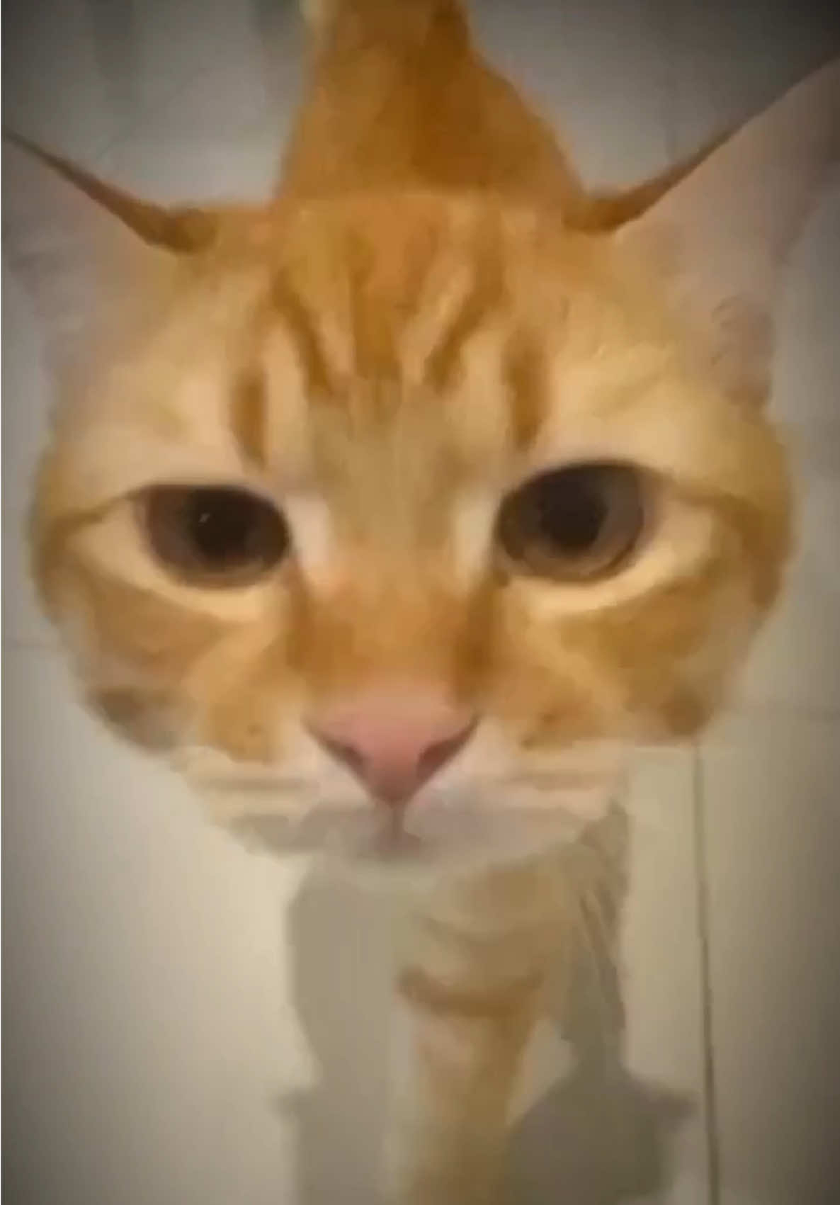 @Em pé Cam 🍊🧡