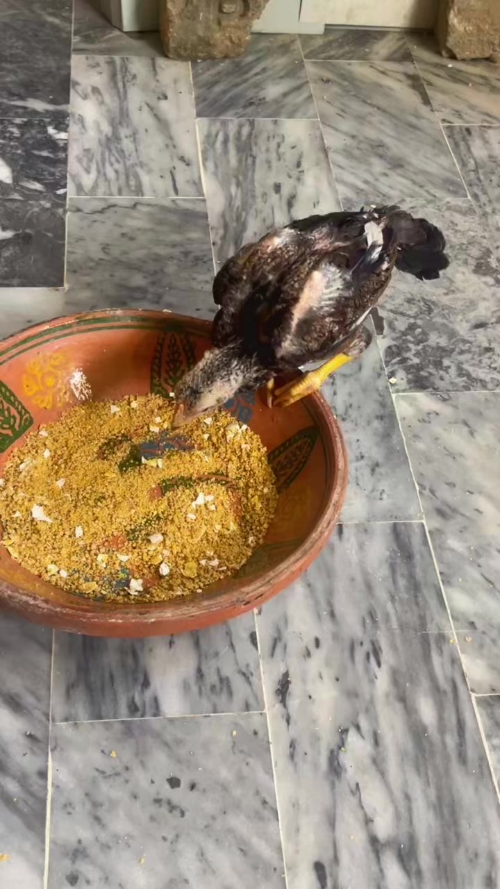 @🦅Home Bread Aseel 🦅